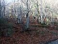 2005-11 WE Cevennes 094